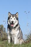 ALASKAN MALAMUTE 155